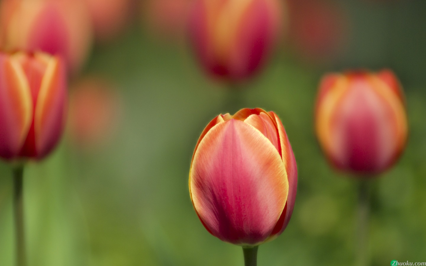  tulips(ֽ9)