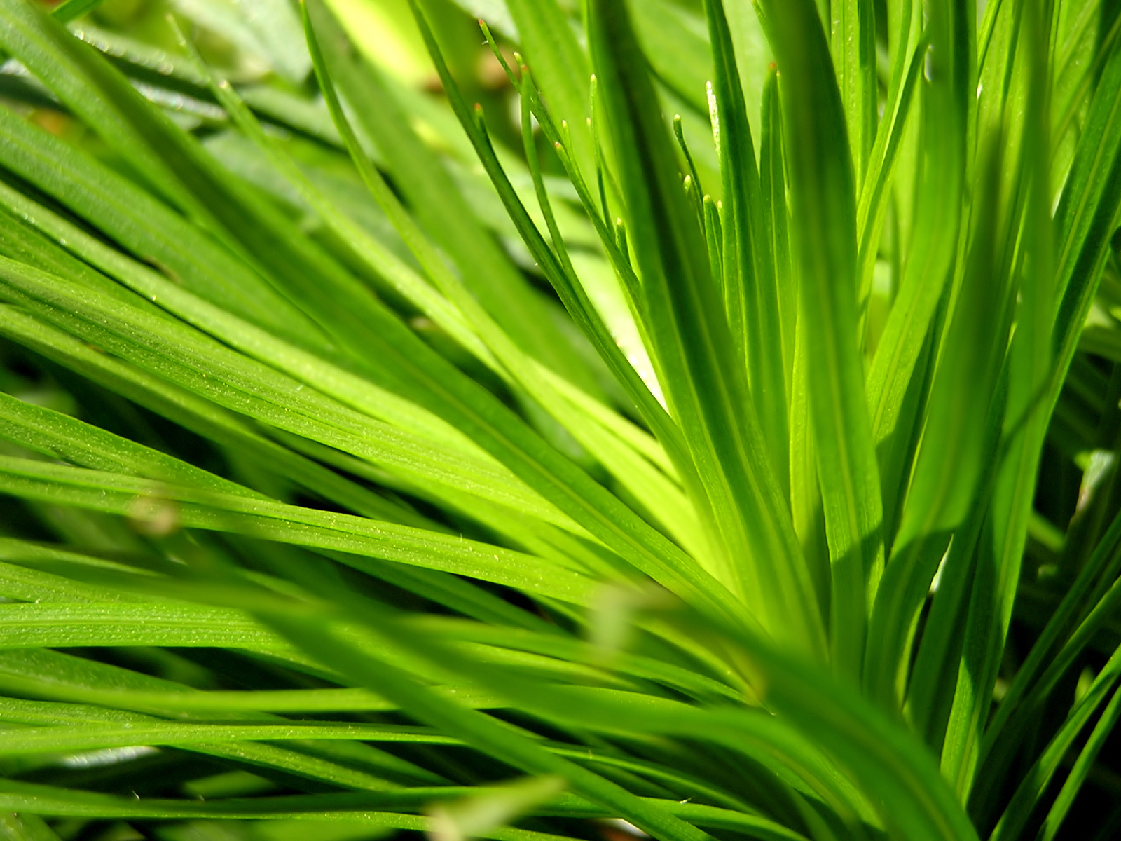 Vista plants(ֲ)ϵ(ֽ10)