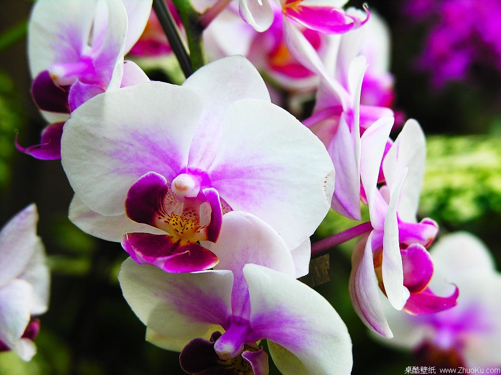 Orchid  1600*1200(ֽ14)