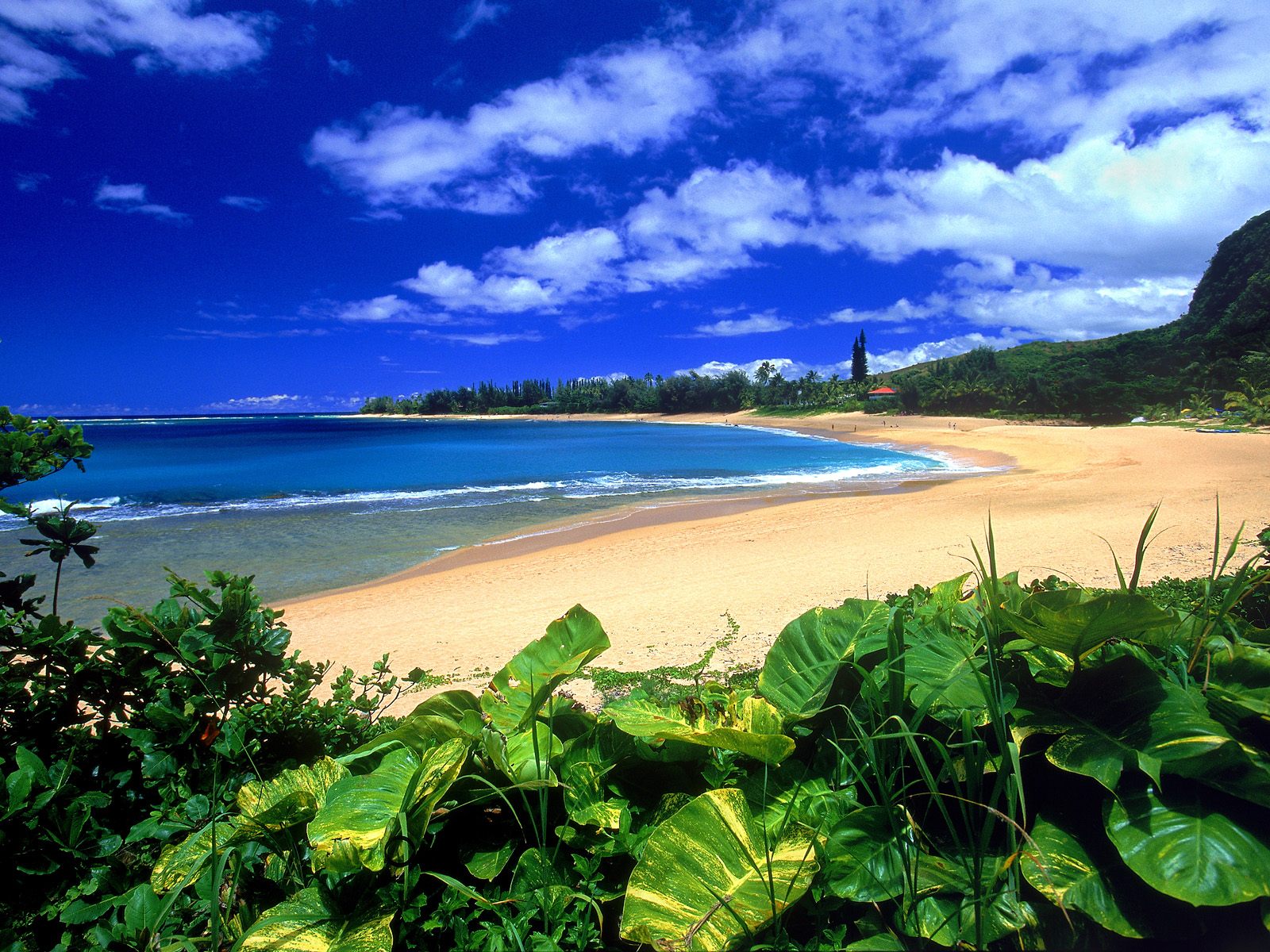 夏威夷海滩风光 - 好友 - 爱之家