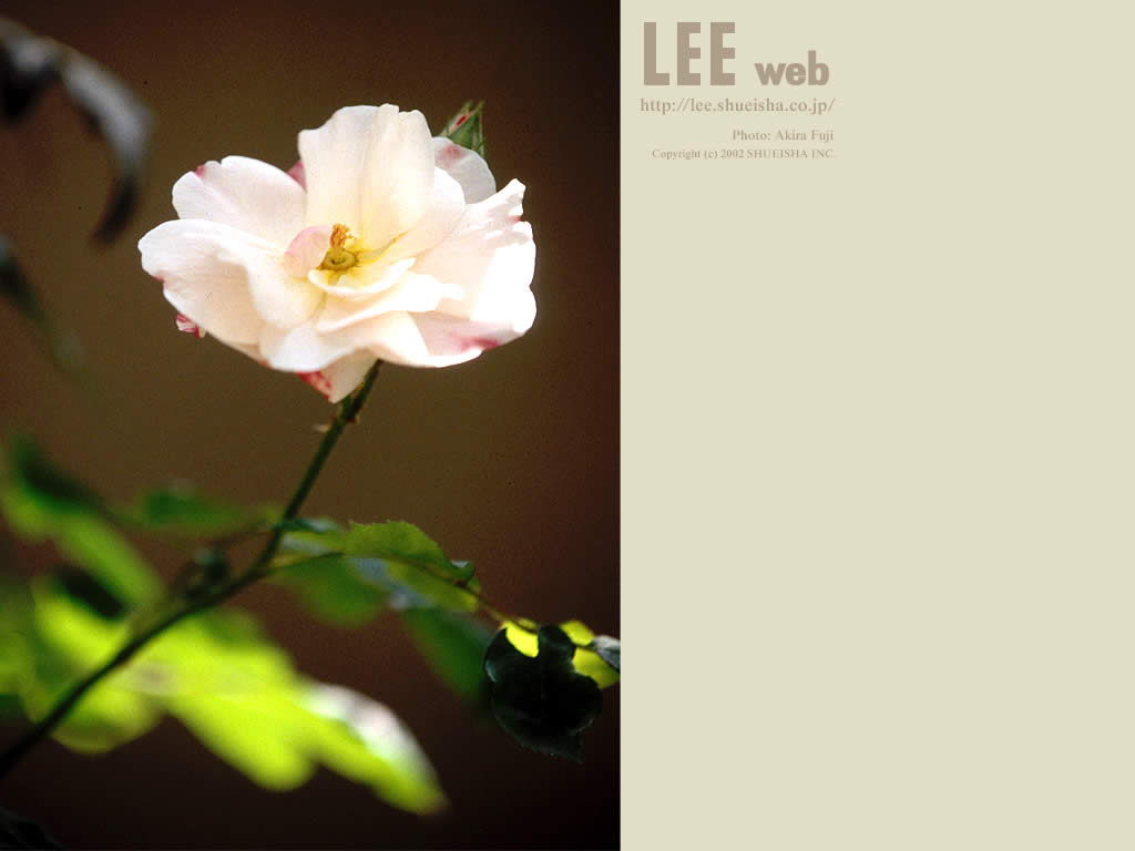 LEE WEB()(ֽ7)