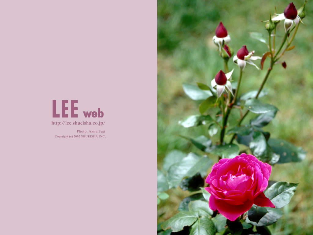 LEE WEB()(ֽ17)